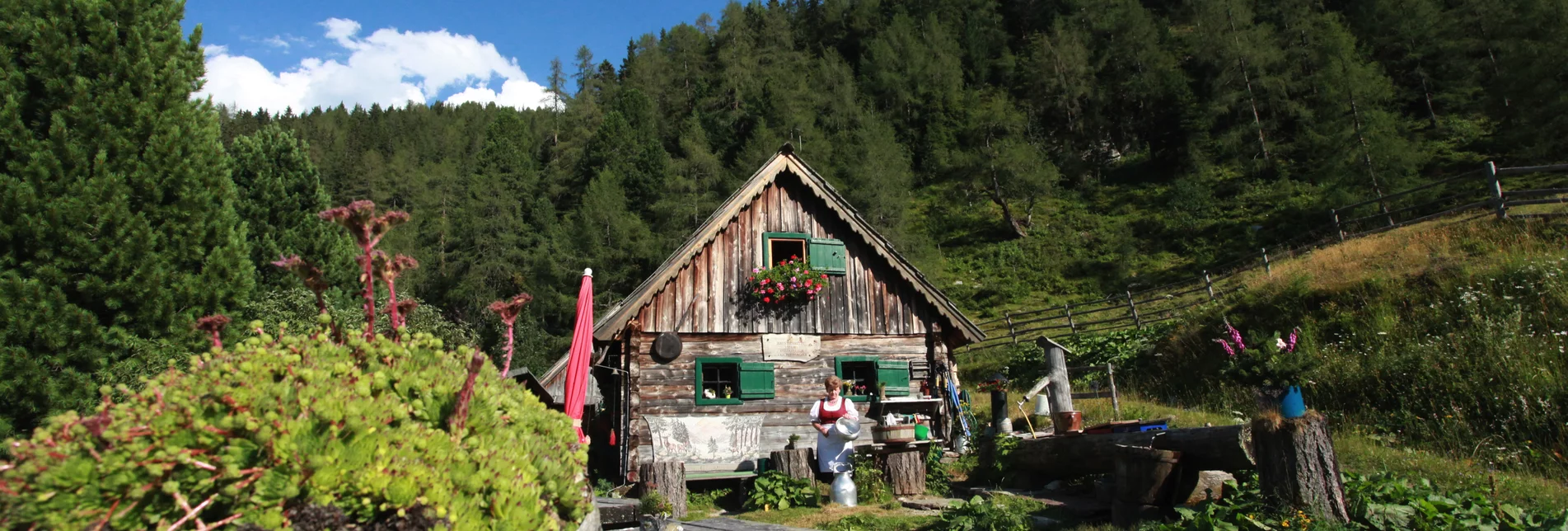 Wald am Schoberpass - Impression #1