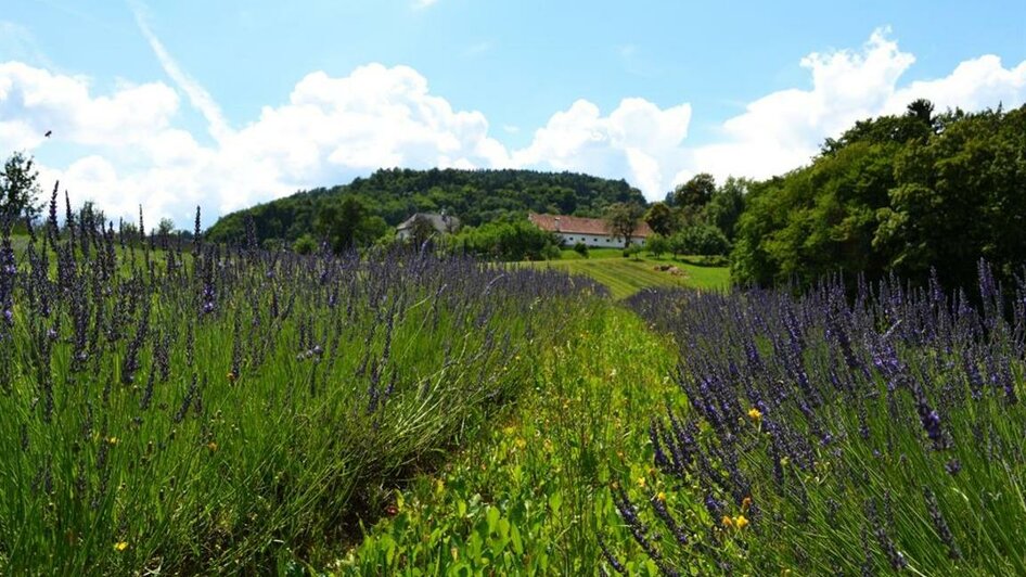 Lavendel | © Nina Weyrer