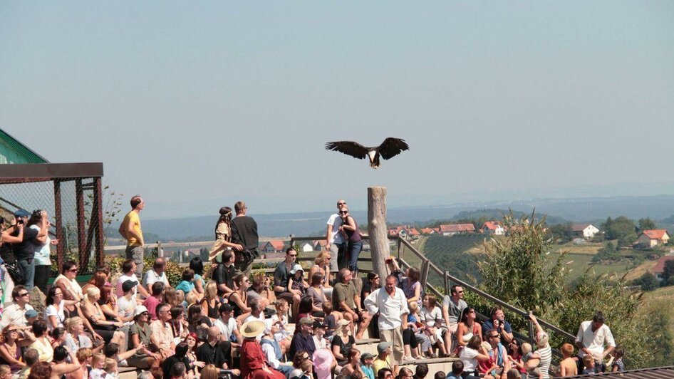 Greifvogelflugschau Adler | © Greifvogelwarte Riegersburg