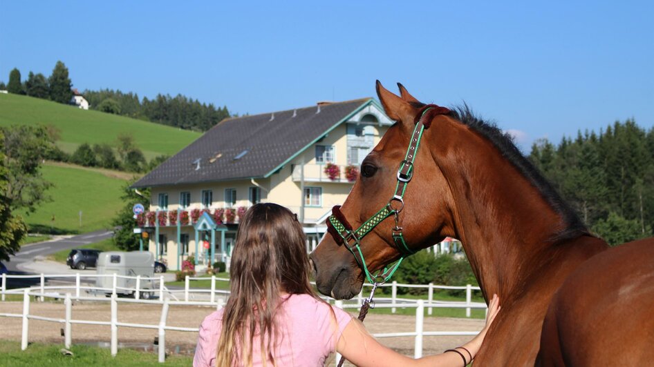 Reiterhof "Das Leitner"_Pferd_Oststeiermark | © Narnhoferwirt