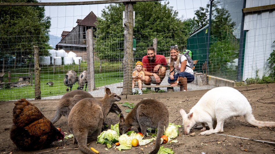 Fütterung | © Tourismusverband Murau